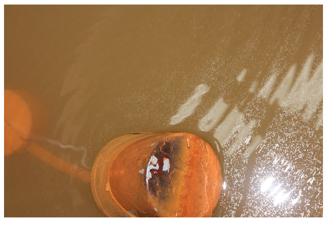 Well Water in Storage Tank Prior to Filtration.  The rust-covered item floating is the well pump float switch.