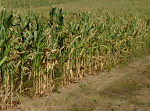 Corn requires large amounts of nitrogen fertilizer which can leach into groundwater