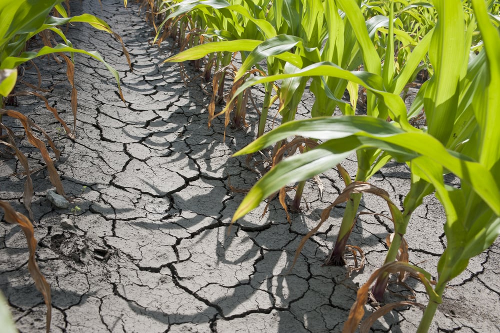 drought affecting corn